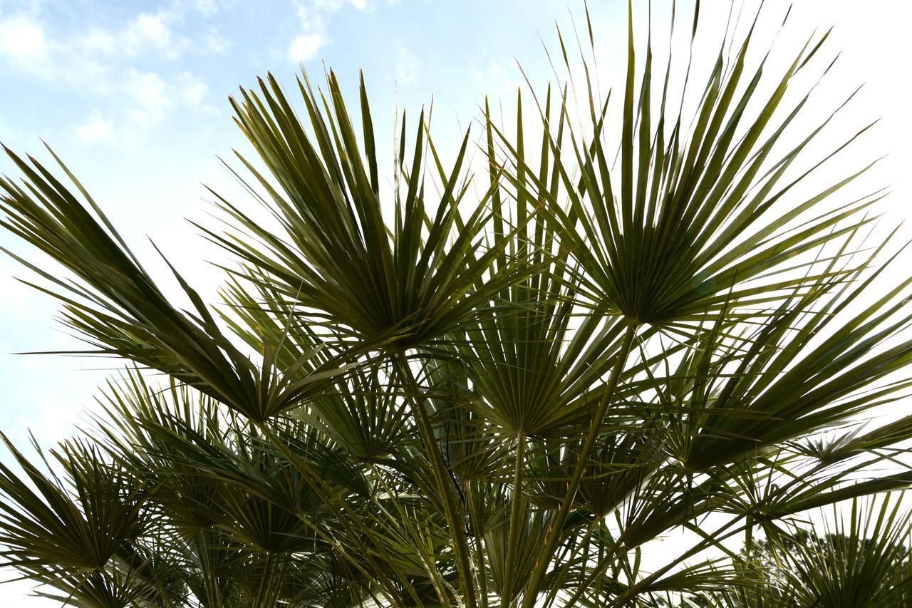 B&B Villa Garden Bisceglie Kültér fotó